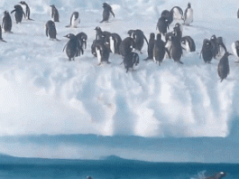 Pingwin wyskakuje z wody