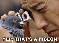 yep-thats-pigeon